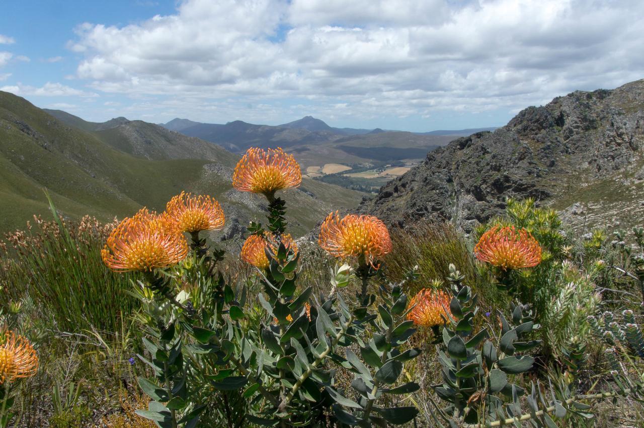 Phillipskop Mountain Reserve Stanford Esterno foto